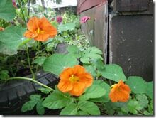 Suvi2011 062 Suvi2011 062